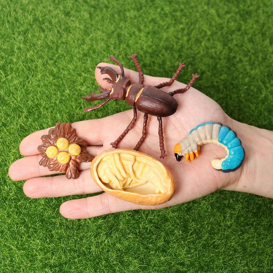 The life cycle Animals toys set Toy animals Figures Montessori Action Figure Kids Gifts Mini Figurine Plastic Insects Toys Games