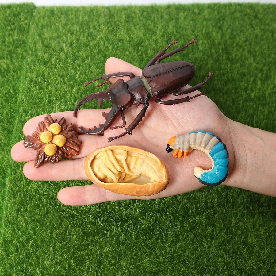 The life cycle Animals toys set Toy animals Figures Montessori Action Figure Kids Gifts Mini Figurine Plastic Insects Toys Games