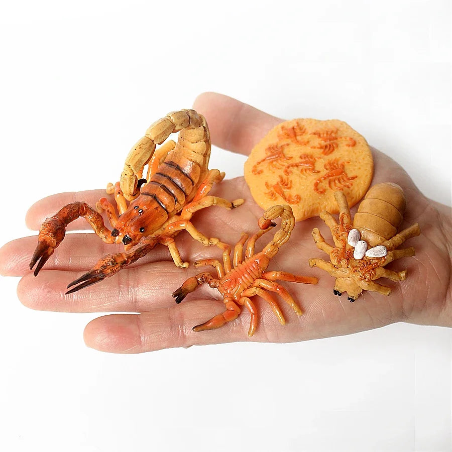 The life cycle Animals toys set Toy animals Figures Montessori Action Figure Kids Gifts Mini Figurine Plastic Insects Toys Games