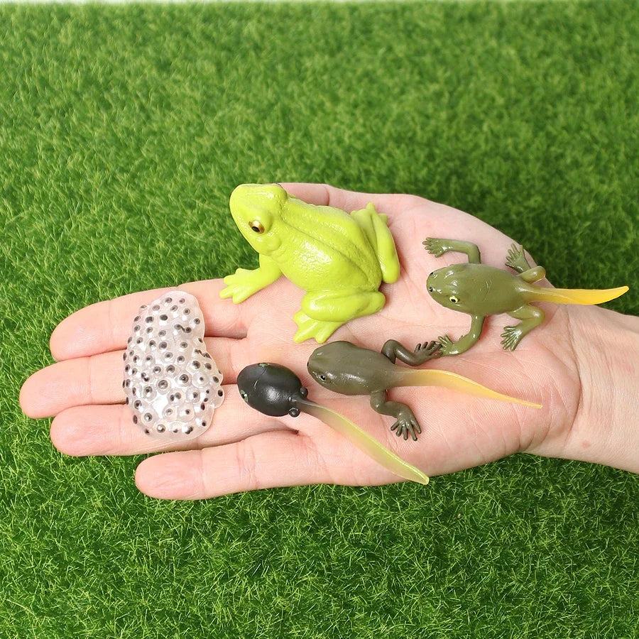 The life cycle Animals toys set Toy animals Figures Montessori Action Figure Kids Gifts Mini Figurine Plastic Insects Toys Games