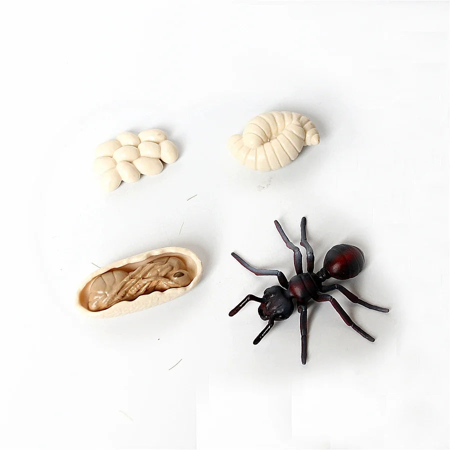 The life cycle Animals toys set Toy animals Figures Montessori Action Figure Kids Gifts Mini Figurine Plastic Insects Toys Games