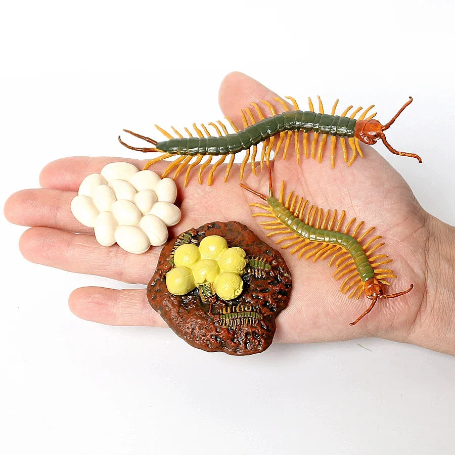 The life cycle Animals toys set Toy animals Figures Montessori Action Figure Kids Gifts Mini Figurine Plastic Insects Toys Games