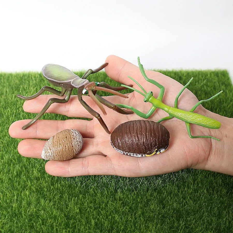 The life cycle Animals toys set Toy animals Figures Montessori Action Figure Kids Gifts Mini Figurine Plastic Insects Toys Games