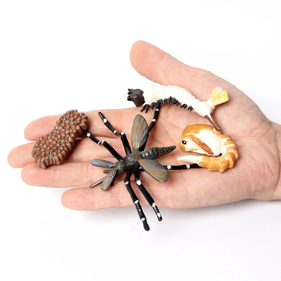 The life cycle Animals toys set Toy animals Figures Montessori Action Figure Kids Gifts Mini Figurine Plastic Insects Toys Games