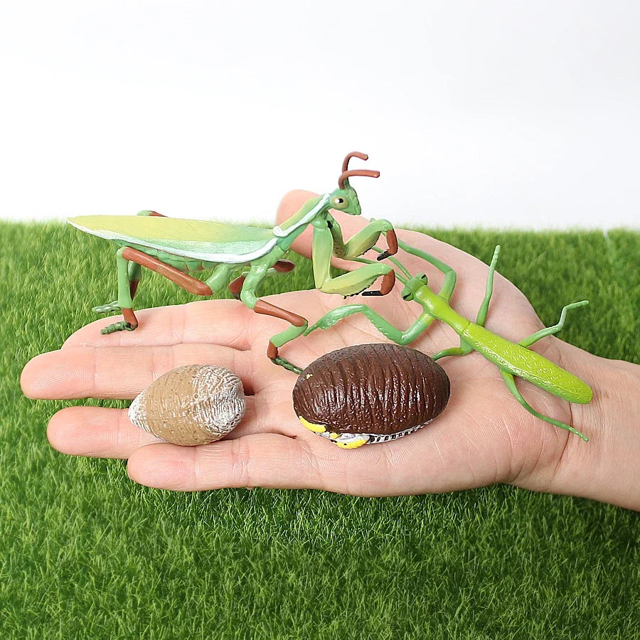 The life cycle Animals toys set Toy animals Figures Montessori Action Figure Kids Gifts Mini Figurine Plastic Insects Toys Games