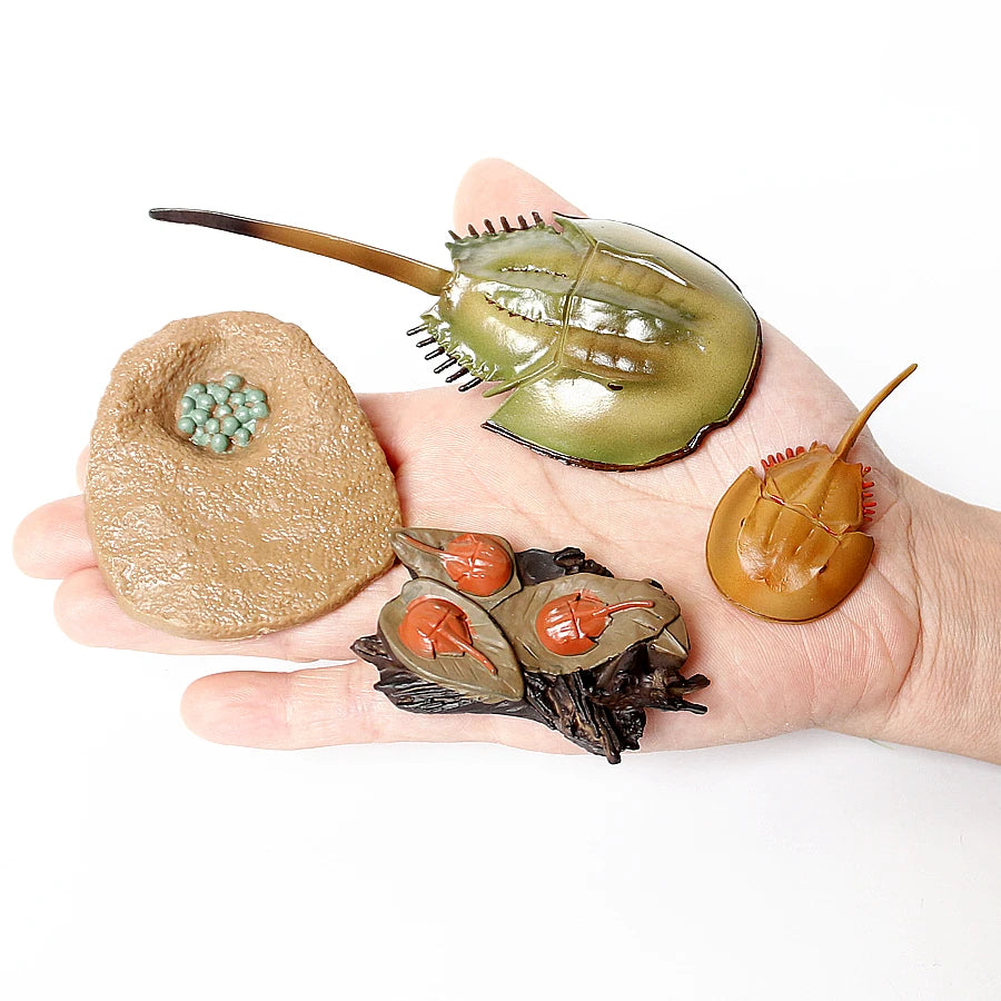 The life cycle Animals toys set Toy animals Figures Montessori Action Figure Kids Gifts Mini Figurine Plastic Insects Toys Games