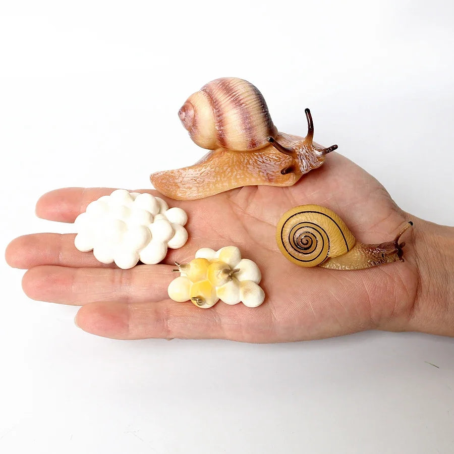 The life cycle Animals toys set Toy animals Figures Montessori Action Figure Kids Gifts Mini Figurine Plastic Insects Toys Games