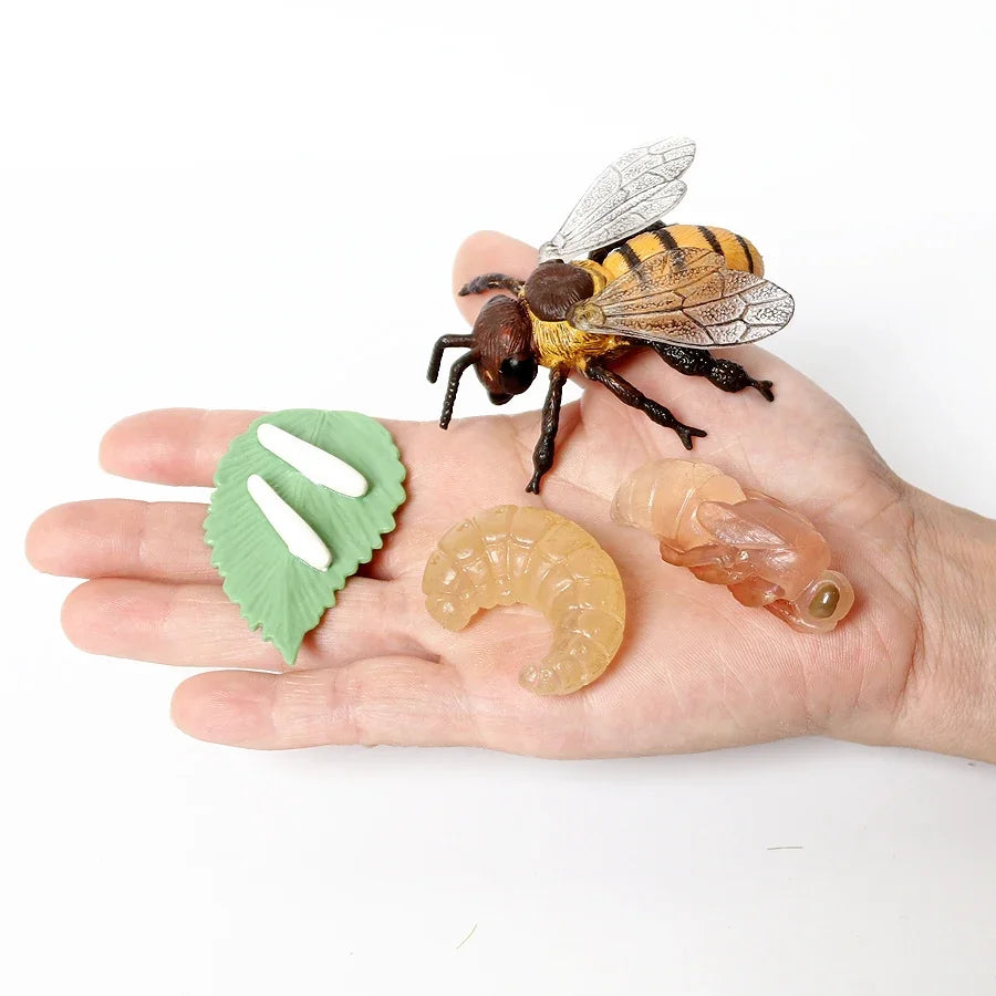 The life cycle Animals toys set Toy animals Figures Montessori Action Figure Kids Gifts Mini Figurine Plastic Insects Toys Games
