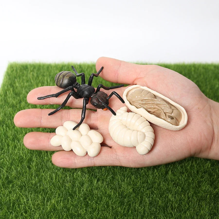 The life cycle Animals toys set Toy animals Figures Montessori Action Figure Kids Gifts Mini Figurine Plastic Insects Toys Games