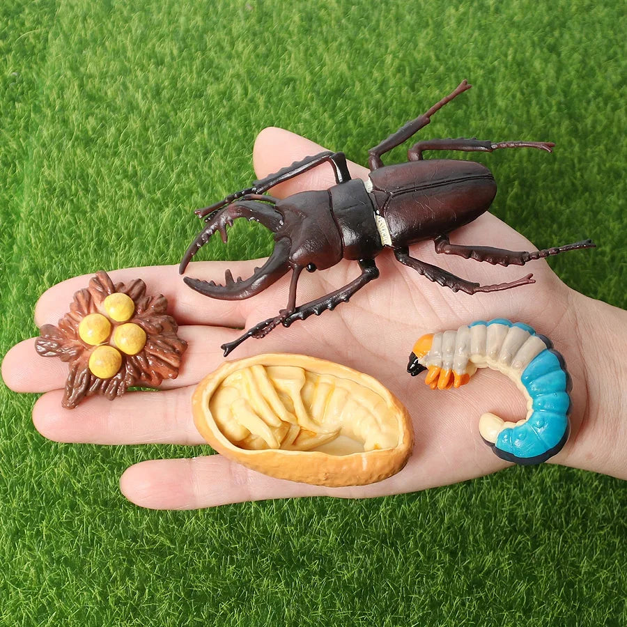 The life cycle Animals toys set Toy animals Figures Montessori Action Figure Kids Gifts Mini Figurine Plastic Insects Toys Games