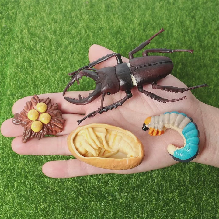 The life cycle Animals toys set Toy animals Figures Montessori Action Figure Kids Gifts Mini Figurine Plastic Insects Toys Games